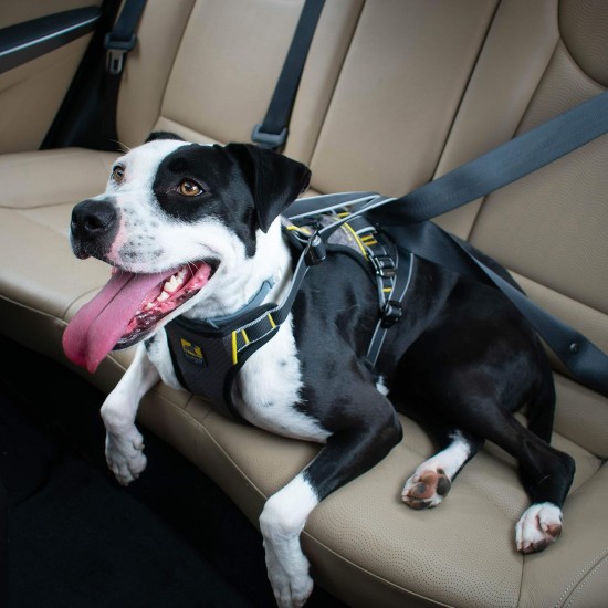Kurgo Vehicle Safety Harness for Dogs, Universal Seatbelt Attachment via Integrated Loops, Size: Medium – Suitable for Medium Sized Breeds, Adjustable Fit, Charcoal Grey, Impact Car Harness, 01607 Kurgo Vehicle Safety Harness for Dogs, Universal Seatbelt Attachment via Integrated Loops, Size: Medium – Suitable for Medium Sized Breeds, Adjustable Fit, Charcoal Grey, Impact Car Harness, 01607