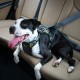 Kurgo Vehicle Safety Harness for Dogs, Universal Seatbelt Attachment via Integrated Loops, Size: Medium – Suitable for Medium Sized Breeds, Adjustable Fit, Charcoal Grey, Impact Car Harness, 01607 Kurgo Vehicle Safety Harness for Dogs, Universal Seatbelt Attachment via Integrated Loops, Size: Medium – Suitable for Medium Sized Breeds, Adjustable Fit, Charcoal Grey, Impact Car Harness, 01607