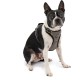 Kurgo Vehicle Safety Harness for Dogs, Universal Seatbelt Attachment via Integrated Loops, Size: Medium – Suitable for Medium Sized Breeds, Adjustable Fit, Charcoal Grey, Impact Car Harness, 01607 Kurgo Vehicle Safety Harness for Dogs, Universal Seatbelt Attachment via Integrated Loops, Size: Medium – Suitable for Medium Sized Breeds, Adjustable Fit, Charcoal Grey, Impact Car Harness, 01607