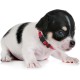 LAFAYI 18pcs Adjustable Super Soft Nylon Dog Collars Handmade for Small Dogs (7-10")