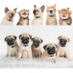 LAFAYI 18pcs Adjustable Super Soft Nylon Dog Collars Handmade for Small Dogs (7-10")