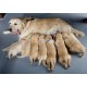 LAFAYI 18pcs Adjustable Super Soft Nylon Dog Collars Handmade for Small Dogs (7-10")