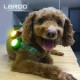 LaRoo Safety LED Flashing Light for Dogs, Cats, LED Light Pendant Keyring, 3 Flashing Modes, Safety Light for Walking the Dog and Outdoor Sports LaRoo Safety LED Flashing Light for Dogs, Cats, LED Light Pendant Keyring, 3 Flashing Modes, Safety Light for Walking the Dog and Outdoor Sports