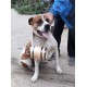 Langjitianya Saint Bernard Life Barrel Collar, Saint Bernard Barrel Collar for Small Dogs, Mini Barrel with Adjustable Rings for Pets (Size S), Wood Langjitianya Saint Bernard Life Barrel Collar, Saint Bernard Barrel Collar for Small Dogs, Mini Barrel with Adjustable Rings for Pets (Size S), Wood