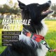 Leashboss Martingale Collar for Dogs, Reflective Nylon Dog Collar for Large Dogs, Medium and Small Dogs, Quick Release Buckle, Adjustable Pet Collar Leashboss Martingale Collar for Dogs, Reflective Nylon Dog Collar for Large Dogs, Medium and Small Dogs, Quick Release Buckle, Adjustable Pet Collar