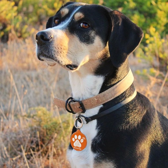 MYLUCKYTAG NFC & QR Code Smart Pet ID Tag Personalised Dog Cat Tag, Online Pet Profile, Pet Location Alert Email, Digital Pet Tag, Quiet Pet Tag, Durable Pet ID, Dog Collar Tag MYLUCKYTAG NFC & QR Code Smart Pet ID Tag Personalised Dog Cat Tag, Online Pet Profile, Pet Location Alert Email, Digital Pet Tag, Quiet Pet Tag, Durable Pet ID, Dog Collar Tag