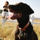 MYLUCKYTAG QR Code Pet ID Tags Dog Tags - Online Pet Profile - Scan QR Receive Instant Pet Location Alert Email MYLUCKYTAG QR Code Pet ID Tags Dog Tags - Online Pet Profile - Scan QR Receive Instant Pet Location Alert Email