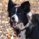 MYLUCKYTAG QR Code Pet ID Tags Dog Tags - Online Pet Profile - Scan QR Receive Instant Pet Location Alert Email MYLUCKYTAG QR Code Pet ID Tags Dog Tags - Online Pet Profile - Scan QR Receive Instant Pet Location Alert Email