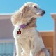 MYLUCKYTAG QR Code Pet ID Tags Dog Tags - Online Pet Profile - Scan QR Receive Instant Pet Location Alert Email MYLUCKYTAG QR Code Pet ID Tags Dog Tags - Online Pet Profile - Scan QR Receive Instant Pet Location Alert Email