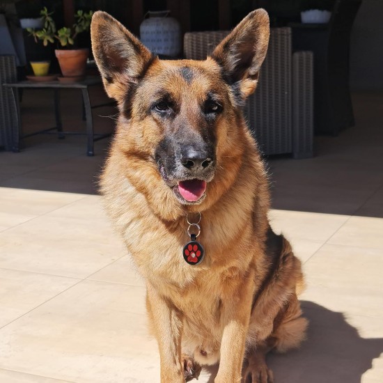 MYLUCKYTAG QR Code Pet ID Tags Dog Tags - Online Pet Profile - Scan QR Receive Instant Pet Location Alert Email MYLUCKYTAG QR Code Pet ID Tags Dog Tags - Online Pet Profile - Scan QR Receive Instant Pet Location Alert Email