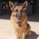 MYLUCKYTAG QR Code Pet ID Tags Dog Tags - Online Pet Profile - Scan QR Receive Instant Pet Location Alert Email MYLUCKYTAG QR Code Pet ID Tags Dog Tags - Online Pet Profile - Scan QR Receive Instant Pet Location Alert Email