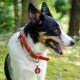 MYLUCKYTAG QR Code Pet ID Tags Dog Tags - Online Pet Profile - Scan QR Receive Instant Pet Location Alert Email MYLUCKYTAG QR Code Pet ID Tags Dog Tags - Online Pet Profile - Scan QR Receive Instant Pet Location Alert Email