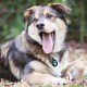 MYLUCKYTAG QR Code Pet ID Tags Dog Tags - Online Pet Profile - Scan QR Receive Instant Pet Location Alert Email MYLUCKYTAG QR Code Pet ID Tags Dog Tags - Online Pet Profile - Scan QR Receive Instant Pet Location Alert Email