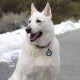 MYLUCKYTAG QR Code Pet ID Tags Dog Tags - Online Pet Profile - Scan QR Receive Instant Pet Location Alert Email MYLUCKYTAG QR Code Pet ID Tags Dog Tags - Online Pet Profile - Scan QR Receive Instant Pet Location Alert Email