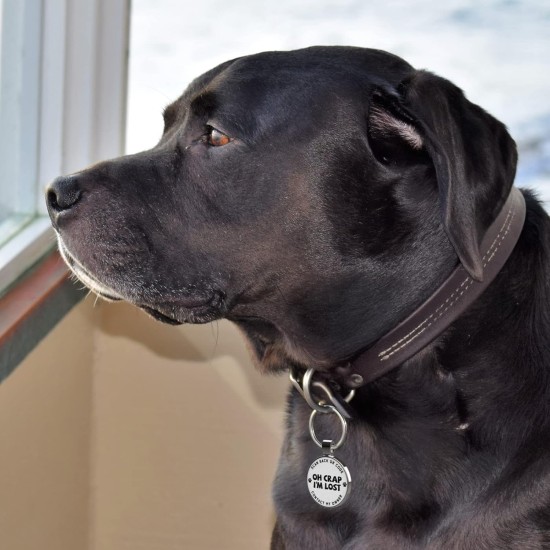 MYLUCKYTAG QR Code Pet ID Tags Dog Tags - Online Pet Profile - Scan QR Receive Instant Pet Location Alert Email MYLUCKYTAG QR Code Pet ID Tags Dog Tags - Online Pet Profile - Scan QR Receive Instant Pet Location Alert Email