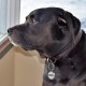 MYLUCKYTAG QR Code Pet ID Tags Dog Tags - Online Pet Profile - Scan QR Receive Instant Pet Location Alert Email MYLUCKYTAG QR Code Pet ID Tags Dog Tags - Online Pet Profile - Scan QR Receive Instant Pet Location Alert Email