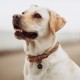 MYLUCKYTAG QR Code Pet ID Tags Dog Tags - Online Pet Profile - Scan QR Receive Instant Pet Location Alert Email MYLUCKYTAG QR Code Pet ID Tags Dog Tags - Online Pet Profile - Scan QR Receive Instant Pet Location Alert Email