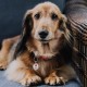 MYLUCKYTAG QR Code Service Dog Tag - Pet Online Profile - Scan QR Receive Instant Pet Location Alert Email MYLUCKYTAG QR Code Service Dog Tag - Pet Online Profile - Scan QR Receive Instant Pet Location Alert Email