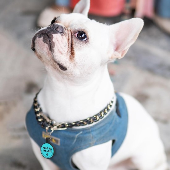 MYLUCKYTAG Quiet Silicone QR Code Pet ID Tags Dog Tags - Pet Online Profile - Scan QR Get Instant Pet Location Alert Email MYLUCKYTAG Quiet Silicone QR Code Pet ID Tags Dog Tags - Pet Online Profile - Scan QR Get Instant Pet Location Alert Email