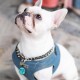 MYLUCKYTAG Quiet Silicone QR Code Pet ID Tags Dog Tags - Pet Online Profile - Scan QR Get Instant Pet Location Alert Email MYLUCKYTAG Quiet Silicone QR Code Pet ID Tags Dog Tags - Pet Online Profile - Scan QR Get Instant Pet Location Alert Email