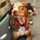 MYLUCKYTAG Quiet Silicone QR Code Pet ID Tags Dog Tags - Pet Online Profile - Scan QR Get Instant Pet Location Alert Email MYLUCKYTAG Quiet Silicone QR Code Pet ID Tags Dog Tags - Pet Online Profile - Scan QR Get Instant Pet Location Alert Email