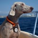 MYLUCKYTAG Quiet Silicone QR Code Pet ID Tags Dog Tags - Pet Online Profile - Scan QR Get Instant Pet Location Alert Email MYLUCKYTAG Quiet Silicone QR Code Pet ID Tags Dog Tags - Pet Online Profile - Scan QR Get Instant Pet Location Alert Email