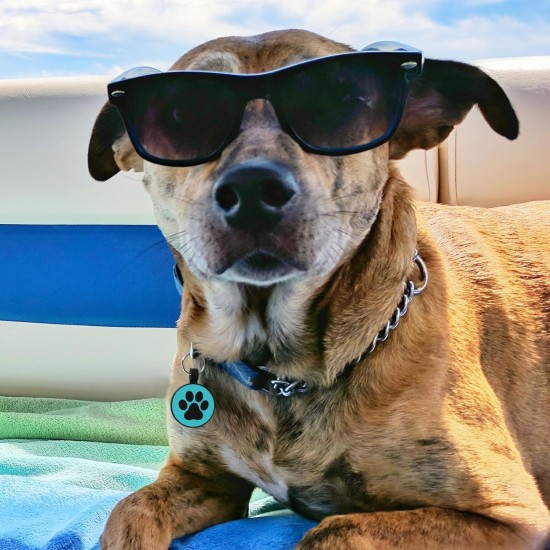 MYLUCKYTAG Quiet Silicone QR Code Pet ID Tags Dog Tags - Pet Online Profile - Scan QR Get Instant Pet Location Alert Email MYLUCKYTAG Quiet Silicone QR Code Pet ID Tags Dog Tags - Pet Online Profile - Scan QR Get Instant Pet Location Alert Email