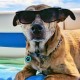 MYLUCKYTAG Quiet Silicone QR Code Pet ID Tags Dog Tags - Pet Online Profile - Scan QR Get Instant Pet Location Alert Email MYLUCKYTAG Quiet Silicone QR Code Pet ID Tags Dog Tags - Pet Online Profile - Scan QR Get Instant Pet Location Alert Email