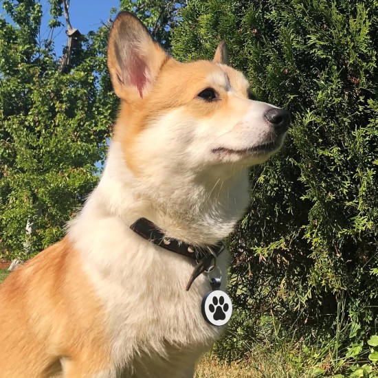 MYLUCKYTAG Quiet Silicone QR Code Pet ID Tags Dog Tags - Pet Online Profile - Scan QR Get Instant Pet Location Alert Email MYLUCKYTAG Quiet Silicone QR Code Pet ID Tags Dog Tags - Pet Online Profile - Scan QR Get Instant Pet Location Alert Email