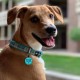 MYLUCKYTAG Quiet Silicone QR Code Pet ID Tags Dog Tags - Pet Online Profile - Scan QR Get Instant Pet Location Alert Email MYLUCKYTAG Quiet Silicone QR Code Pet ID Tags Dog Tags - Pet Online Profile - Scan QR Get Instant Pet Location Alert Email