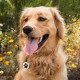 MYLUCKYTAG Quiet Silicone QR Code Pet ID Tags Dog Tags - Pet Online Profile - Scan QR Get Instant Pet Location Alert Email MYLUCKYTAG Quiet Silicone QR Code Pet ID Tags Dog Tags - Pet Online Profile - Scan QR Get Instant Pet Location Alert Email