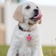 MYLUCKYTAG Quiet Silicone QR Code Pet ID Tags Dog Tags - Pet Online Profile - Scan QR Get Instant Pet Location Alert Email MYLUCKYTAG Quiet Silicone QR Code Pet ID Tags Dog Tags - Pet Online Profile - Scan QR Get Instant Pet Location Alert Email