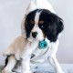 MYLUCKYTAG Quiet Silicone QR Code Pet ID Tags Dog Tags - Pet Online Profile - Scan QR Get Instant Pet Location Alert Email MYLUCKYTAG Quiet Silicone QR Code Pet ID Tags Dog Tags - Pet Online Profile - Scan QR Get Instant Pet Location Alert Email