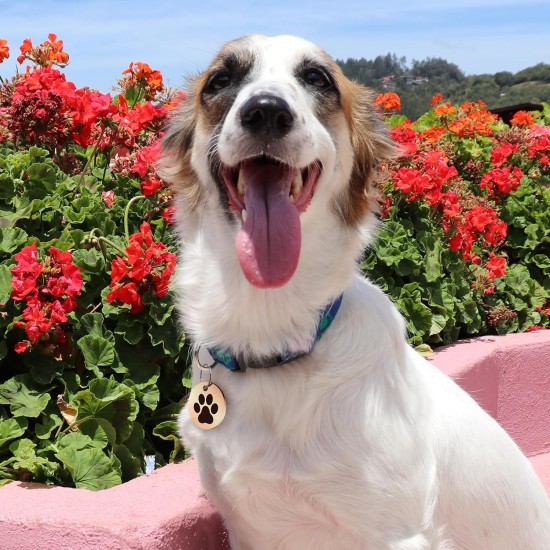 MYLUCKYTAG Stainless Steel QR Code Pet ID Tags Dog Tags - Pet Online Profile - Scan QR Get Instant Pet Location Alert Email MYLUCKYTAG Stainless Steel QR Code Pet ID Tags Dog Tags - Pet Online Profile - Scan QR Get Instant Pet Location Alert Email
