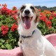 MYLUCKYTAG Stainless Steel QR Code Pet ID Tags Dog Tags - Pet Online Profile - Scan QR Get Instant Pet Location Alert Email MYLUCKYTAG Stainless Steel QR Code Pet ID Tags Dog Tags - Pet Online Profile - Scan QR Get Instant Pet Location Alert Email