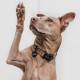 MYLUCKYTAG Stainless Steel QR Code Pet ID Tags Dog Tags - Pet Online Profile - Scan QR Get Instant Pet Location Alert Email MYLUCKYTAG Stainless Steel QR Code Pet ID Tags Dog Tags - Pet Online Profile - Scan QR Get Instant Pet Location Alert Email