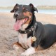 MYLUCKYTAG Stainless Steel QR Code Pet ID Tags Dog Tags - Pet Online Profile - Scan QR Get Instant Pet Location Alert Email MYLUCKYTAG Stainless Steel QR Code Pet ID Tags Dog Tags - Pet Online Profile - Scan QR Get Instant Pet Location Alert Email