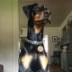 MYLUCKYTAG Stainless Steel QR Code Pet ID Tags Dog Tags - Pet Online Profile - Scan QR Get Instant Pet Location Alert Email MYLUCKYTAG Stainless Steel QR Code Pet ID Tags Dog Tags - Pet Online Profile - Scan QR Get Instant Pet Location Alert Email