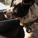 MYLUCKYTAG Stainless Steel QR Code Pet ID Tags Dog Tags - Pet Online Profile - Scan QR Get Instant Pet Location Alert Email MYLUCKYTAG Stainless Steel QR Code Pet ID Tags Dog Tags - Pet Online Profile - Scan QR Get Instant Pet Location Alert Email