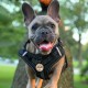 MYLUCKYTAG Stainless Steel QR Code Pet ID Tags Dog Tags - Pet Online Profile - Scan QR Get Instant Pet Location Alert Email MYLUCKYTAG Stainless Steel QR Code Pet ID Tags Dog Tags - Pet Online Profile - Scan QR Get Instant Pet Location Alert Email