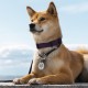 MYLUCKYTAG Stainless Steel QR Code Pet ID Tags Dog Tags - Pet Online Profile - Scan QR Get Instant Pet Location Alert Email MYLUCKYTAG Stainless Steel QR Code Pet ID Tags Dog Tags - Pet Online Profile - Scan QR Get Instant Pet Location Alert Email
