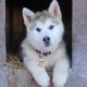 MYLUCKYTAG Stainless Steel QR Code Pet ID Tags Dog Tags - Pet Online Profile - Scan QR Get Instant Pet Location Alert Email MYLUCKYTAG Stainless Steel QR Code Pet ID Tags Dog Tags - Pet Online Profile - Scan QR Get Instant Pet Location Alert Email