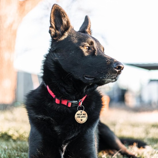 MYLUCKYTAG Stainless Steel QR Code Pet ID Tags Dog Tags - Pet Online Profile - Scan QR Get Instant Pet Location Alert Email MYLUCKYTAG Stainless Steel QR Code Pet ID Tags Dog Tags - Pet Online Profile - Scan QR Get Instant Pet Location Alert Email