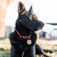 MYLUCKYTAG Stainless Steel QR Code Pet ID Tags Dog Tags - Pet Online Profile - Scan QR Get Instant Pet Location Alert Email MYLUCKYTAG Stainless Steel QR Code Pet ID Tags Dog Tags - Pet Online Profile - Scan QR Get Instant Pet Location Alert Email