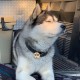 MYLUCKYTAG Stainless Steel QR Code Pet ID Tags Dog Tags - Pet Online Profile - Scan QR Get Instant Pet Location Alert Email MYLUCKYTAG Stainless Steel QR Code Pet ID Tags Dog Tags - Pet Online Profile - Scan QR Get Instant Pet Location Alert Email