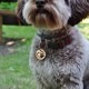 MYLUCKYTAG Stainless Steel QR Code Pet ID Tags Dog Tags - Pet Online Profile - Scan QR Get Instant Pet Location Alert Email MYLUCKYTAG Stainless Steel QR Code Pet ID Tags Dog Tags - Pet Online Profile - Scan QR Get Instant Pet Location Alert Email