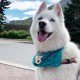 MYLUCKYTAG Stainless Steel QR Code Pet ID Tags Dog Tags - Pet Online Profile - Scan QR Get Instant Pet Location Alert Email MYLUCKYTAG Stainless Steel QR Code Pet ID Tags Dog Tags - Pet Online Profile - Scan QR Get Instant Pet Location Alert Email