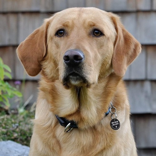 MYLUCKYTAG Stainless Steel QR Code Pet ID Tags Dog Tags - Pet Online Profile - Scan QR Get Instant Pet Location Alert Email MYLUCKYTAG Stainless Steel QR Code Pet ID Tags Dog Tags - Pet Online Profile - Scan QR Get Instant Pet Location Alert Email