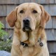 MYLUCKYTAG Stainless Steel QR Code Pet ID Tags Dog Tags - Pet Online Profile - Scan QR Get Instant Pet Location Alert Email MYLUCKYTAG Stainless Steel QR Code Pet ID Tags Dog Tags - Pet Online Profile - Scan QR Get Instant Pet Location Alert Email
