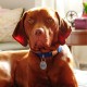 MYLUCKYTAG Stainless Steel QR Code Pet ID Tags Dog Tags - Pet Online Profile - Scan QR Get Instant Pet Location Alert Email MYLUCKYTAG Stainless Steel QR Code Pet ID Tags Dog Tags - Pet Online Profile - Scan QR Get Instant Pet Location Alert Email